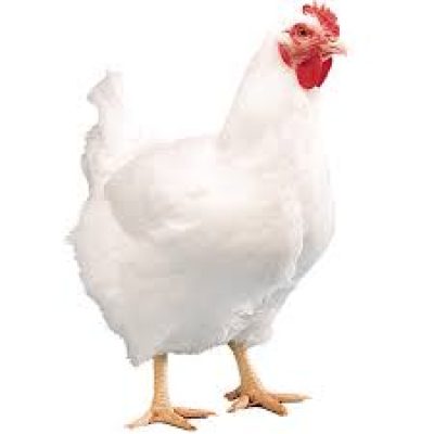 Life Broiler Chicken