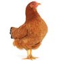 Poultry